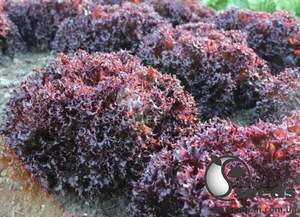 Салат Азірка 1 000 с. (Enza Zaden / Енза Заден) Салат Азірка 1 000 с. (Enza Zaden / Енза Заден)