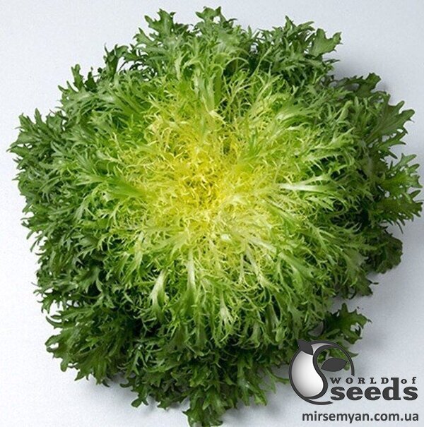 Салат Бенефайн 5000 с. (Enza Zaden / Енза Заден) Салат Бенефайн 5000 с. (Enza Zaden / Енза Заден)