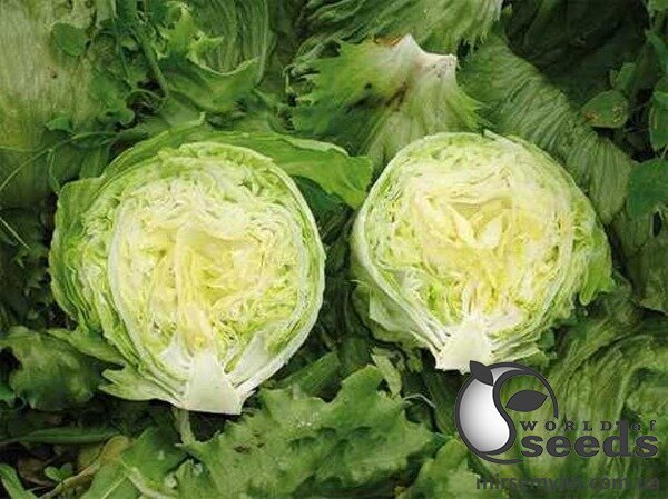 Салат Енсамбл 1000 насінин (Enza Zaden) Салат Енсамбл 1000 насінин (Enza Zaden)