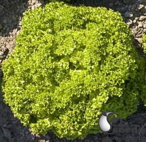 Салат Келі 1000 насінин (Enza Zaden)