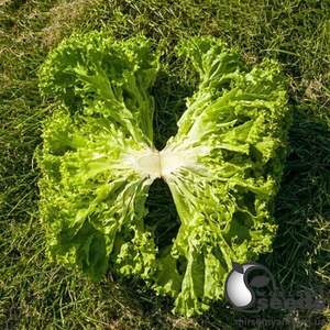 Салат Келі 1000 насінин (Enza Zaden)