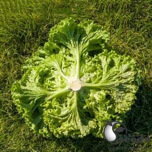 Салат Келі 5000 насінин (Enza Zaden)