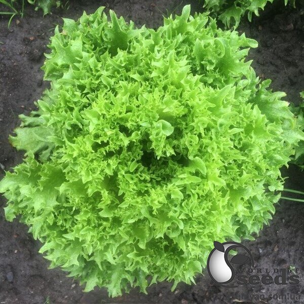 Салат Кріспінет - 1000 насінин (Enza Zaden) Салат Кріспінет - 1000 насінин (Enza Zaden)