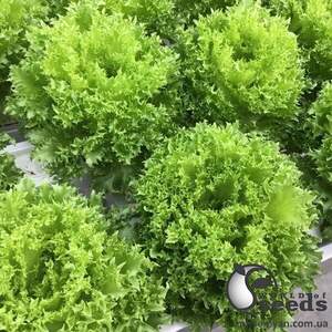 Салат Кріспінет - 1000 насінин (Enza Zaden)