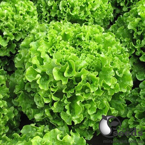 Салат Меліна 1000 насінин (Enza Zaden) Салат Меліна 1000 насінин (Enza Zaden)