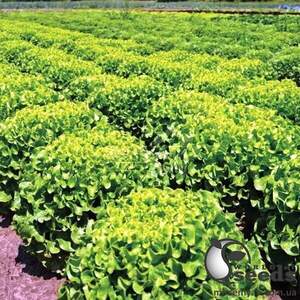 Салат Меліна 1000 насінин (Enza Zaden) Салат Меліна 1000 насінин (Enza Zaden)