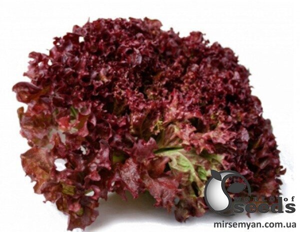 Салат Салат