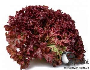 Салат "Туска" - 1000 насінин (Enza Zaden)