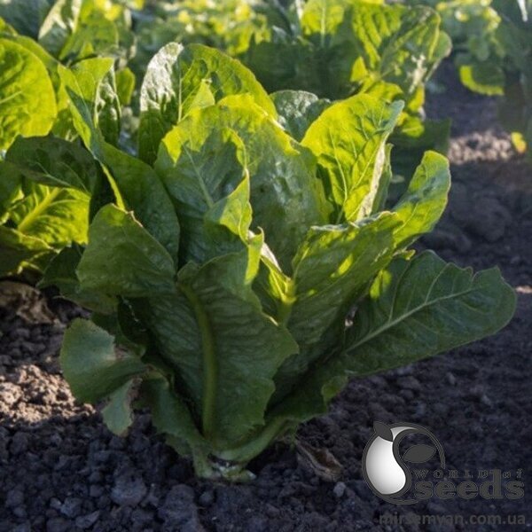 Салат Яру - 5000 насінин (Enza Zaden) Салат Яру - 5000 насінин (Enza Zaden)