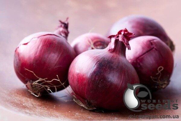 Цибуля "Монастріл" F1 25 000 насінин (Enza Zaden / Енза Заден) Цибуля "Монастріл" F1 25 000 насінин (Enza Zaden / Енза Заден)