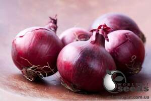 Цибуля "Монастріл" F1 25 000 насінин (Enza Zaden / Енза Заден)