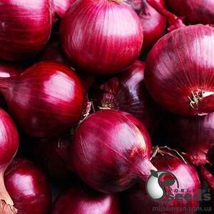 Цибуля "Монастріл" F1 25 000 насінин (Enza Zaden / Енза Заден)