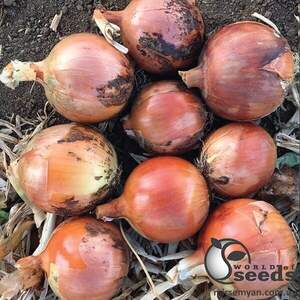 Цибуля Ногал F1 250 000 насінин (Enza Zaden / Енза Заден) Цибуля Ногал F1 250 000 насінин (Enza Zaden / Енза Заден)