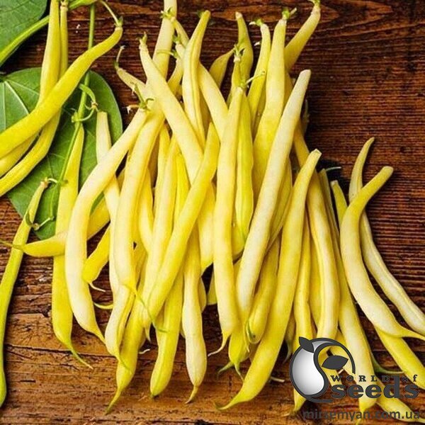 Квасоля спаржева Голден Гол 5 000 нас. Hazera Квасоля спаржева Голден Гол 5 000 нас. Hazera