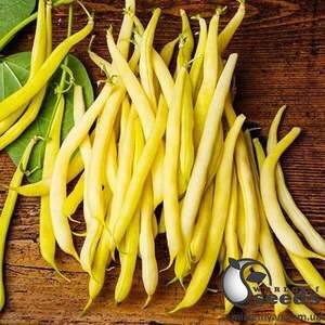 Квасоля спаржева Голден Гол 5 000 нас. Hazera