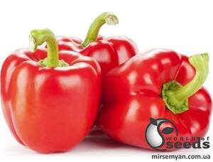 Перець солодкий Діагорас F1 1000 нас. Hazera