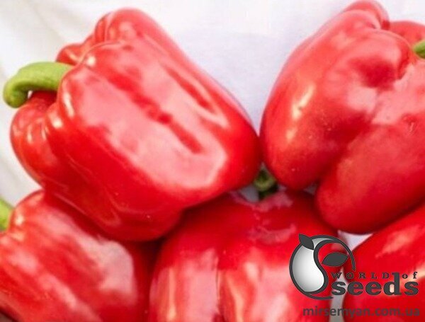 Перець Перець