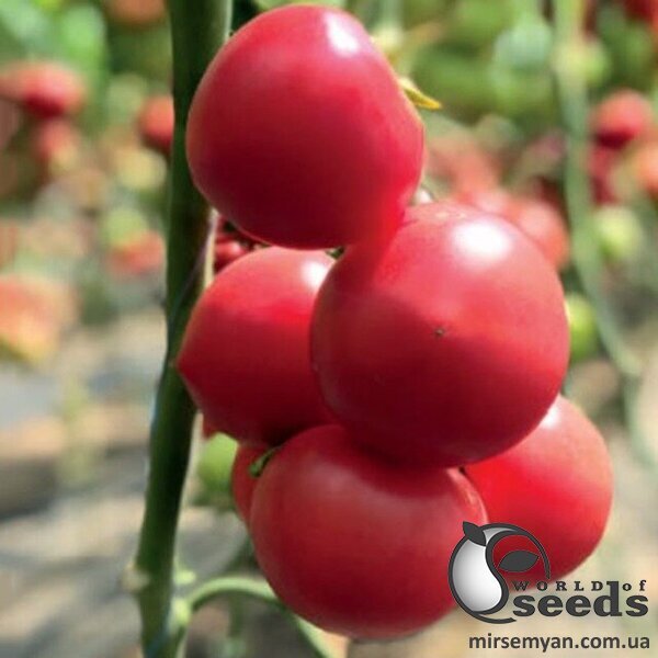 Томат 2676 F1 100 с, HAZERA (Хазера) Томат 2676 F1 100 с, HAZERA (Хазера)