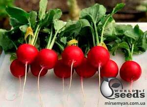 Редис Аутелла F1 250 г, HAZERA Редис Аутелла F1 250 г, HAZERA