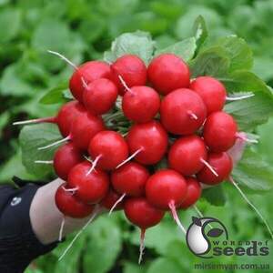 Редис "Дієго" F1 калібр. (2,8-3 мм) 25000 с. Хазера, (Hazera)