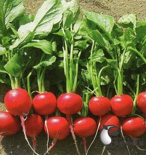 Редис "Дієго" F1 калібр. (2,8-3 мм) 25000 с. Хазера, (Hazera)