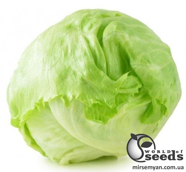 Салат "Вісмар" 5000 драже, Хазера, (Hazera) Салат "Вісмар" 5000 драже, Хазера, (Hazera)