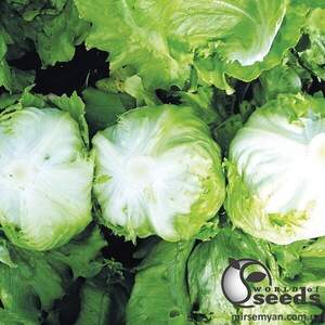 Салат "Вісмар" 5000 драже, Хазера, (Hazera) Салат "Вісмар" 5000 драже, Хазера, (Hazera)