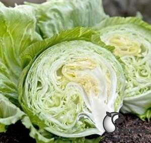 Салат "Вісмар" 5000 драже, Хазера, (Hazera)