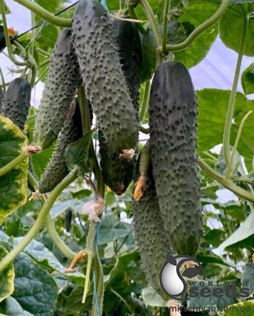 Огірок Прімеро F1 500 с. Yuksel Seeds Огірок Прімеро F1 500 с. Yuksel Seeds