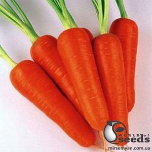 Морква Кораліна F1 (Ті-134 F1), (1,8-2,0) 100 000 сем., Takii Seeds