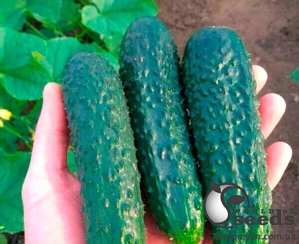 Огірок Tайгер F1 500 сем., Takii Seeds Огірок Tайгер F1 500 сем., Takii Seeds