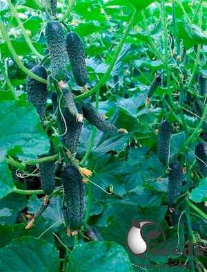 Огірок Tайгер F1 500 сем., Takii Seeds