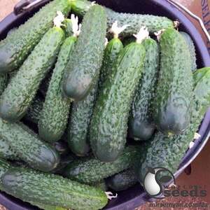 Огірок Tайгер F1 500 сем., Takii Seeds