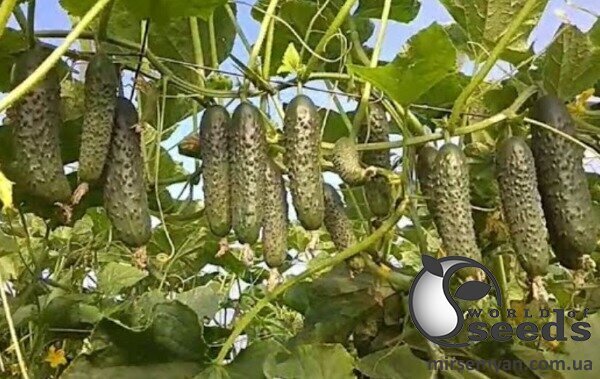 Огурец Ягуар F1 500 сем., Takii Seeds Огурец Ягуар F1 500 сем., Takii Seeds