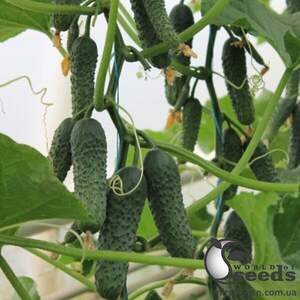 Огурец Ягуар F1 500 сем., Takii Seeds Огурец Ягуар F1 500 сем., Takii Seeds