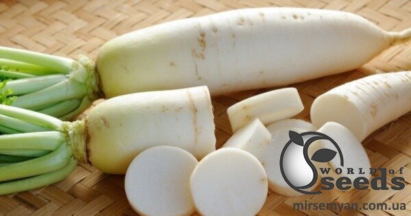 Редька Дайкон Еверест F1 100 г, Takii Seeds Редька Дайкон Еверест F1 100 г, Takii Seeds