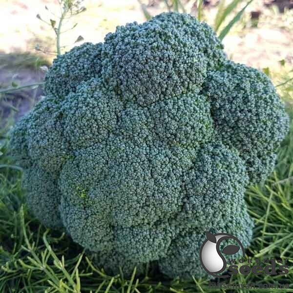 Капуста броколі Партенон F1 1000 с. Капуста броколі Партенон F1 1000 с.