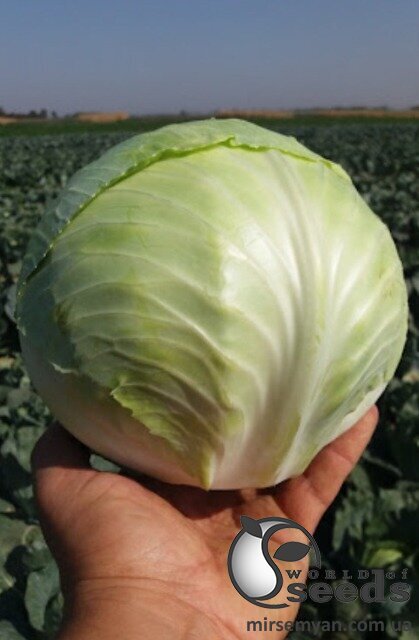 Капуста Коронет F1 1000 с., Sakata Капуста Коронет F1 1000 с., Sakata