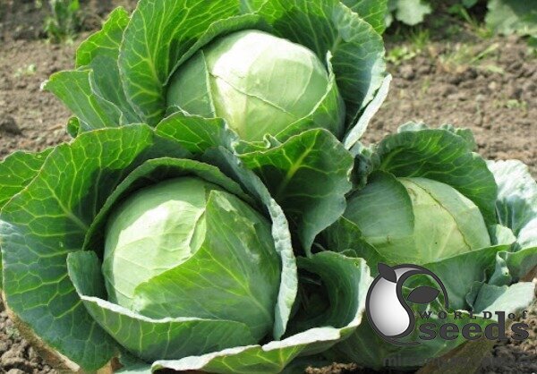 Капуста Нозомі F1 1000 с., Sakata Капуста Нозомі F1 1000 с., Sakata