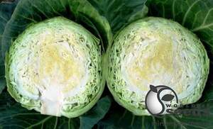 Капуста Нозомі F1 1000 с., Sakata Капуста Нозомі F1 1000 с., Sakata