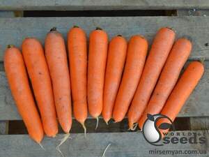 Насіння моркви Натива F1 100 000 с., Sakata