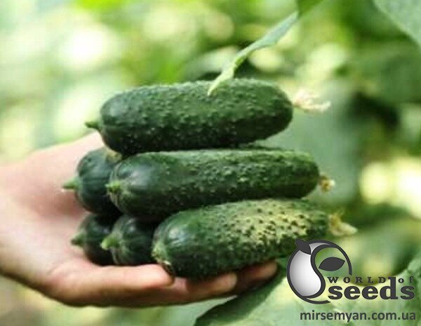 Насіння огірка Хелен F1 500 с., Sakata Насіння огірка Хелен F1 500 с., Sakata
