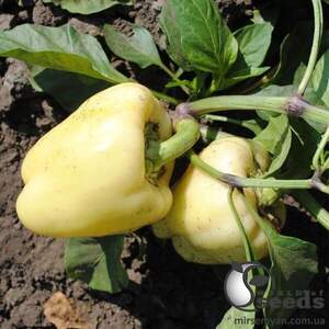 Насіння перцю Салана F1 500 с., Sakata Насіння перцю Салана F1 500 с., Sakata