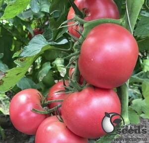 Насіння томату Пінк Мун F1 250 с., Sakata Насіння томату Пінк Мун F1 250 с., Sakata