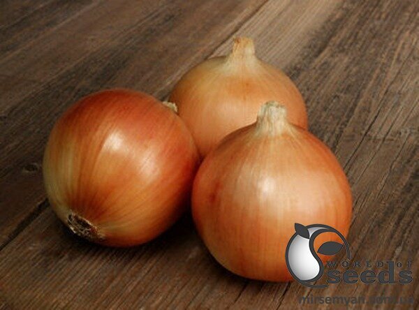 Насіння цибулі Спеніш Медальйон F1 250 000 с., Sakata Насіння цибулі Спеніш Медальйон F1 250 000 с., Sakata