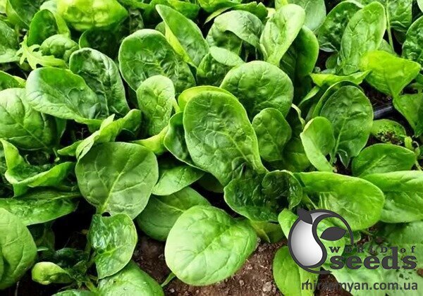 Насіння шпинату Аполло F1 50 000 с., Sakata Насіння шпинату Аполло F1 50 000 с., Sakata
