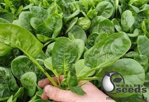 Насіння шпинату Аполло F1 50 000 с., Sakata Насіння шпинату Аполло F1 50 000 с., Sakata