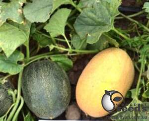 Диня TS 18-0450 F1 500 с. Solare Sementi