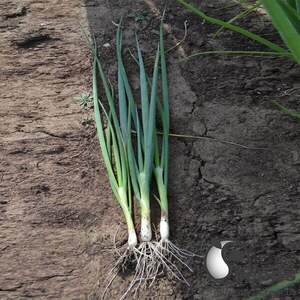 Насіння цибулі на перо Леон (TS 18-5714) 100 г. Solare Sementi