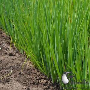 Насіння цибулі на перо Леон (TS 18-5714) 100 г. Solare Sementi Насіння цибулі на перо Леон (TS 18-5714) 100 г. Solare Sementi